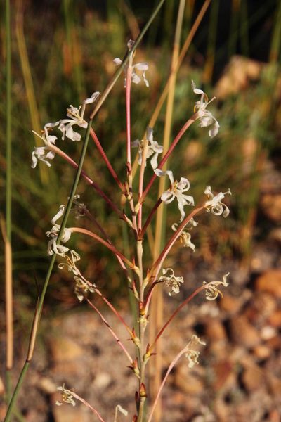 Tritoniopsis nervosa, photographed by Tony Rebelo