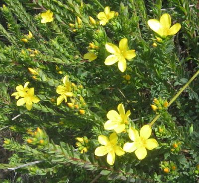 Linum aethiopicum, photographed by Di Turner