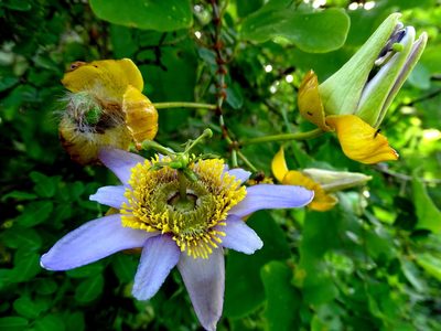 Passiflora bicornis, photographed by Alexis López Hernández