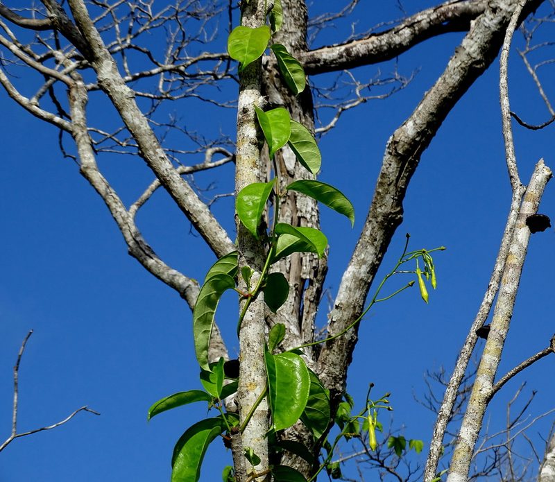 Pentalinon andrieuxii, photographed by Alexis López Hernández