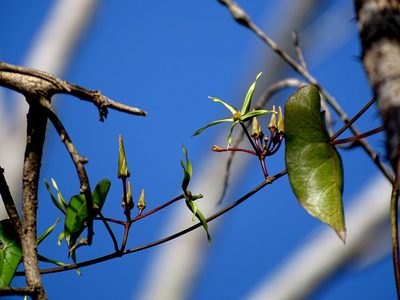 Gonolobus cteniophorus, photographed by Alexis López Hernández