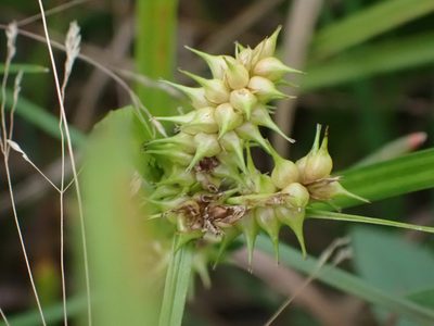 Carex retrorsa, photographed by Mary Krieger
