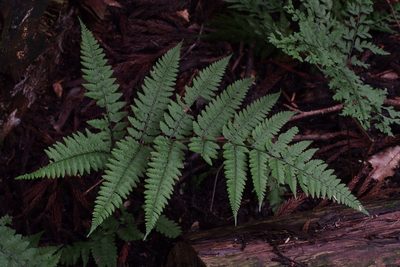 Athyrium vidalii, photographed by harum.koh