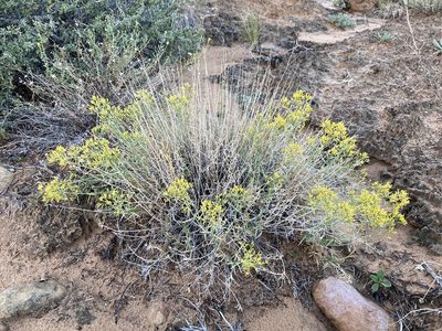 Gutierrezia microcephala, photographed by Cecelia Alexander