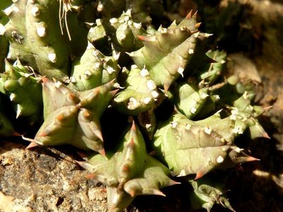Huernia loeseneriana, photographed by M Kriek
