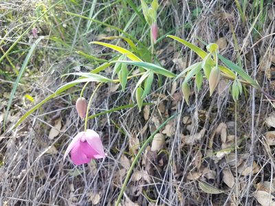 Calochortus amoenus, photographed by Alan Rockefeller