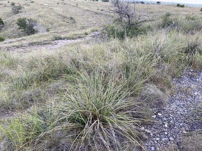 Nolina lindheimeriana, photographed by Reid Hardin