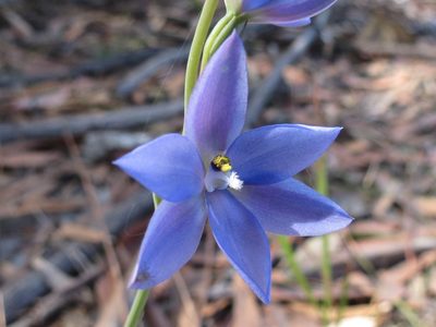 Thelymitra ixioides, photographed by Christopher Brandis