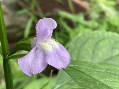 Mimulus alatus, photographed by askalotl