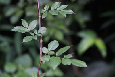 Nekemias cantoniensis, photographed by Agnes Trekker