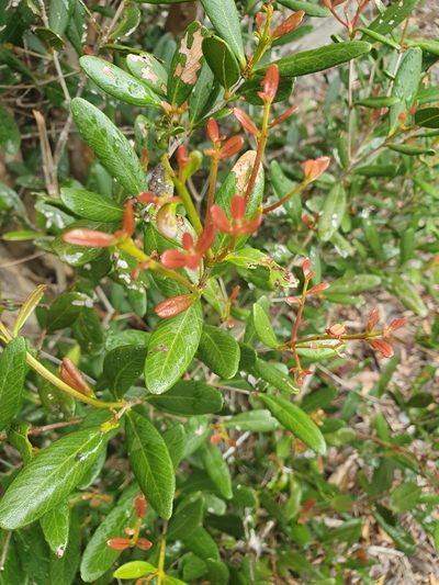 Pimenta haitiensis, photographed by Yolanda M. Leon