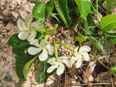 Echites umbellatus, photographed by Yolanda M. Leon