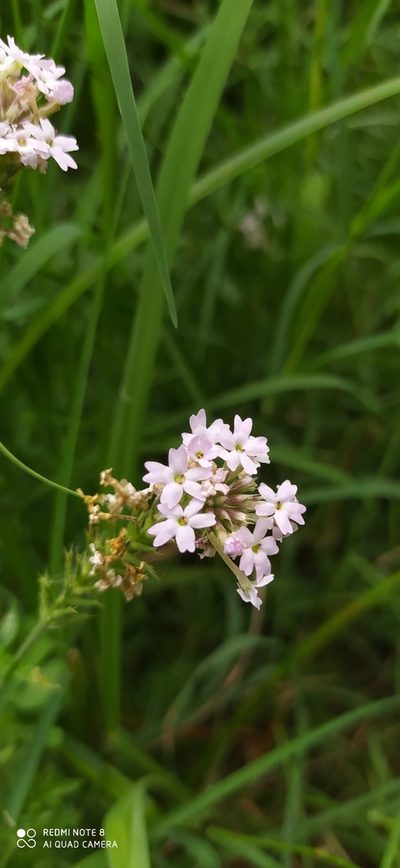 Verbena dissecta, photographed by Sebastián Fornés