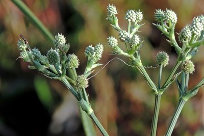 Eryngium mesopotamicum, photographed by Hugo Hulsberg