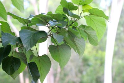 Gmelina arborea, photographed by Agnes Trekker