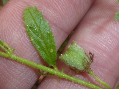 Hermannia boraginiflora, photographed by Andrew Hankey