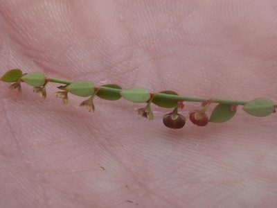 Phyllanthus parvulus, photographed by Andrew Hankey
