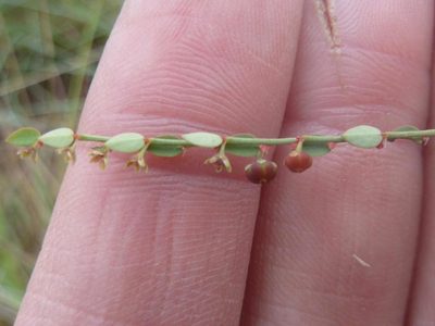 Phyllanthus parvulus, photographed by Andrew Hankey