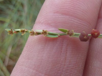Phyllanthus parvulus, photographed by Andrew Hankey