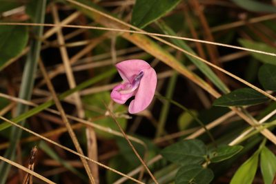 Strophostyles umbellata, photographed by Judy Gallagher