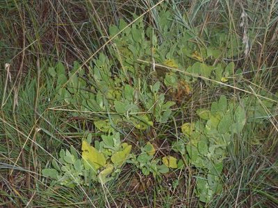 Hermannia burkei, photographed by Andrew Hankey