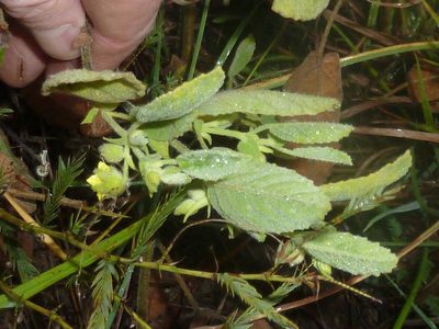 Hermannia burkei, photographed by Andrew Hankey