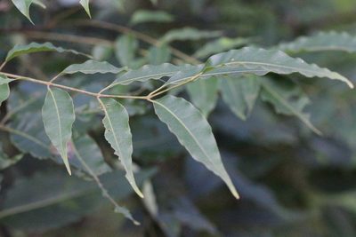 Tetradium glabrifolium, photographed by Agnes Trekker