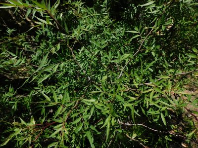 Bursera lancifolia, photographed by Jonathan Rodriguez