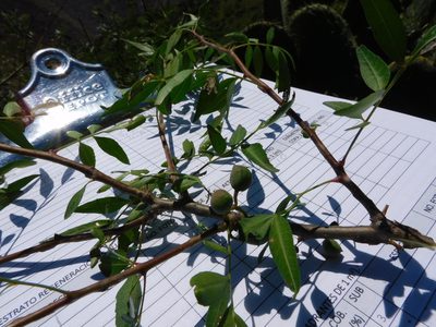 Bursera lancifolia, photographed by Jonathan Rodriguez