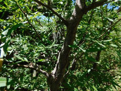 Bursera lancifolia, photographed by Jonathan Rodriguez