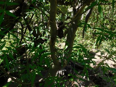 Bursera lancifolia, photographed by Jonathan Rodriguez