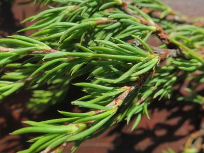 Cliffortia neglecta, photographed by Di Turner