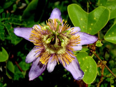 Passiflora bicornis, photographed by Alexis López Hernández