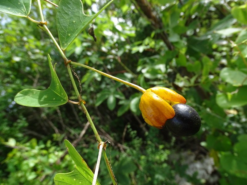 Passiflora bicornis, photographed by Alexis López Hernández