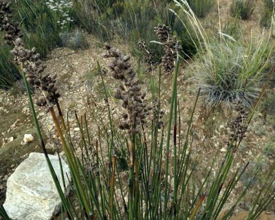 Cannomois scirpoides, photographed by Di Turner