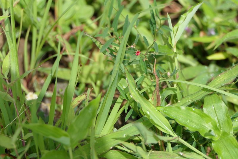 Indigofera linifolia, photographed by Dinesh Valke