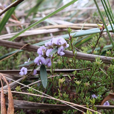 Hovea heterophylla, photographed by Cowirrie