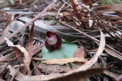 Corybas incurvus, photographed by Cowirrie