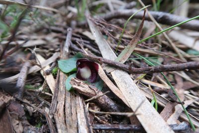 Corybas incurvus, photographed by Cowirrie