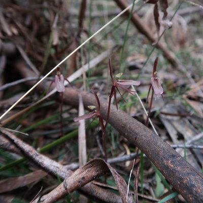 Cyrtostylis reniformis, photographed by Cowirrie