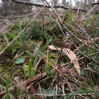 Cyrtostylis reniformis, photographed by Cowirrie