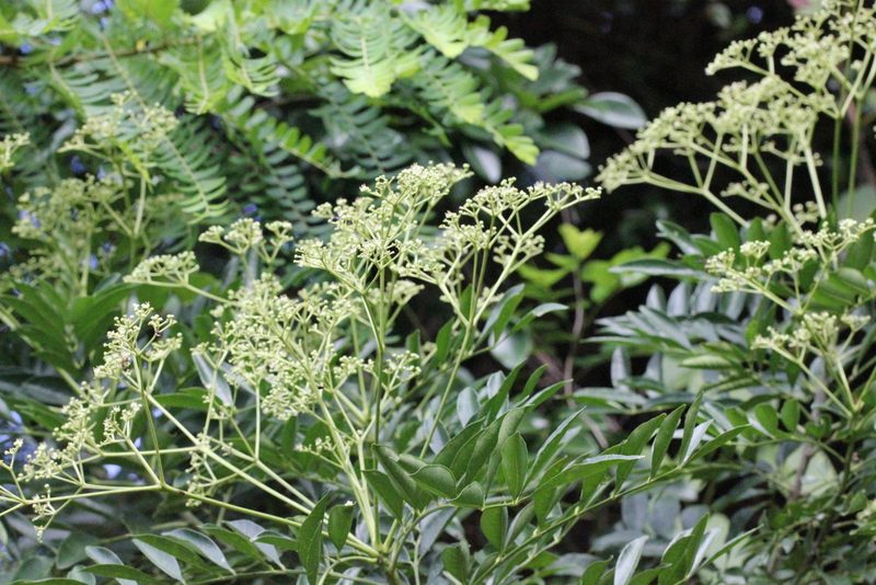 Zanthoxylum avicennae, photographed by Agnes Trekker