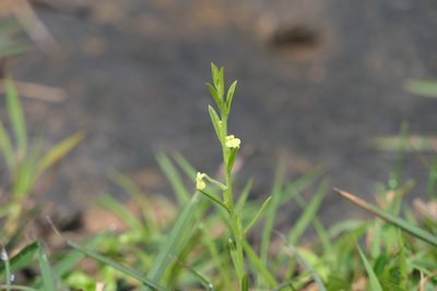 Striga asiatica, photographed by Dinesh Valke
