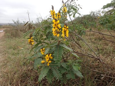 Senna didymobotrya, photographed by Mahomed Desai