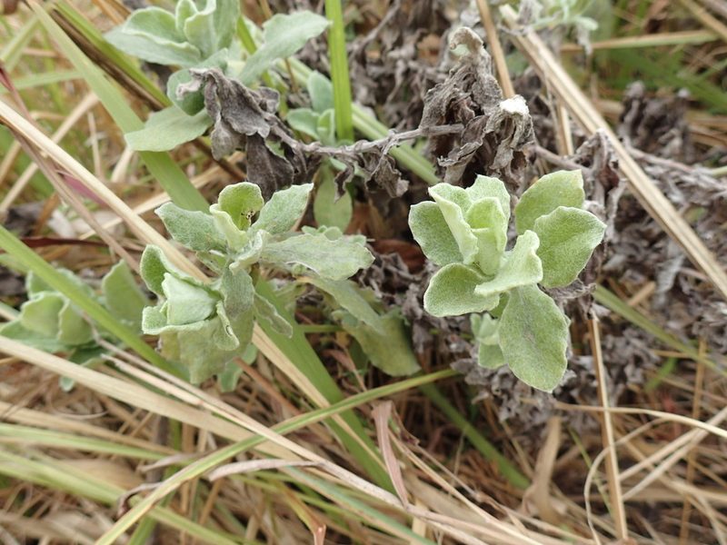Helichrysum panduratum, photographed by Mahomed Desai