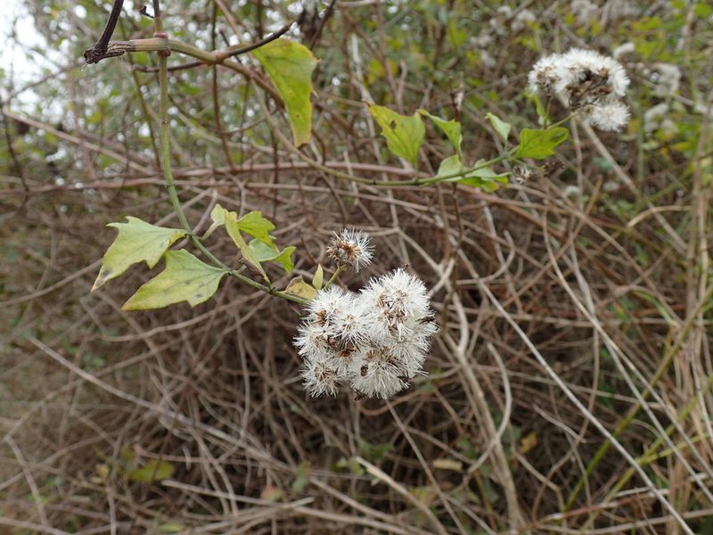 Distephanus angulifolius, photographed by Mahomed Desai