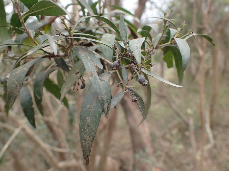 Pavetta lanceolata, photographed by Mahomed Desai
