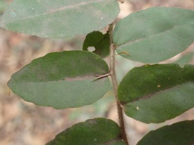 Dovyalis rhamnoides, photographed by Mahomed Desai