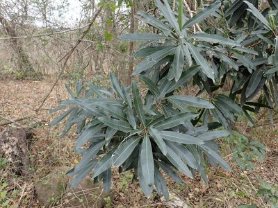 Protorhus longifolia, photographed by Mahomed Desai