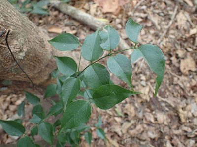 Strychnos usambarensis, photographed by Mahomed Desai